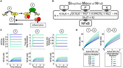 An NFκB Activity Calculator to Delineate Signaling Crosstalk: Type I and II Interferons Enhance NFκB via Distinct Mechanisms